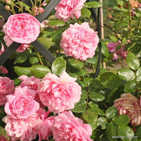 SWEET LAGUNA® SWEET LAGUNA®